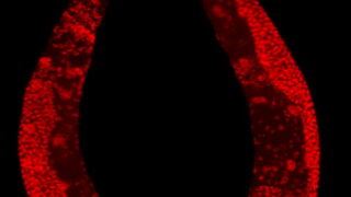 Your longevity may be tied to your parents, but not directly through DNA