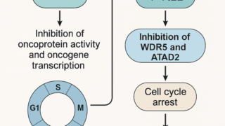 Targeting WDR5/ATAD2 signaling by the CK2/IKAROS axis demonstrates therapeutic efficacy in T-ALL