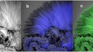 Real-time imaging of the forces that build chemical gardens