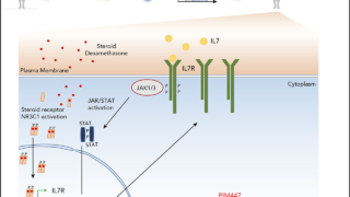 PIM1 Activation in T-ALL: A Therapeutic Vulnerability
