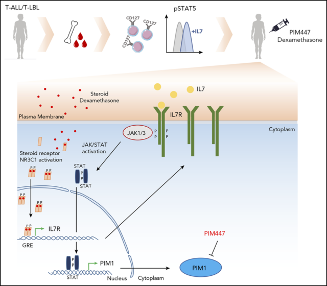 PIM1 Activation in T-ALL: A Therapeutic Vulnerability