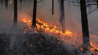 Longer wildfire seasons threaten species