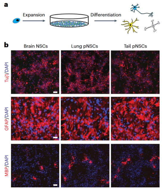 Neural stem cells discovered outside the mouse brain
