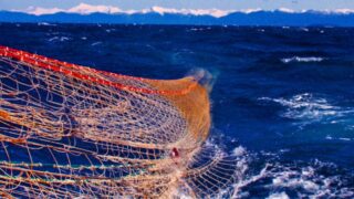 Bottom trawling is scraping oceans of wildlife