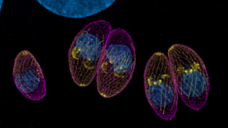 Expansion microscopy: a new technique to see inside microbes