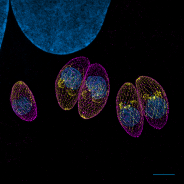 Expansion microscopy: a new technique to see inside microbes