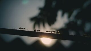 In an ant colony, the queen isn’t in charge. So who is?