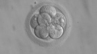 Bíos, zoé, and the limits of life (& 2)