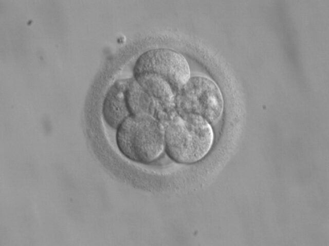Bíos, zoé, and the limits of life (& 2)