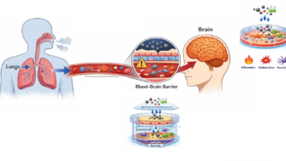Understanding the risks of environmental pollutants in the human brain