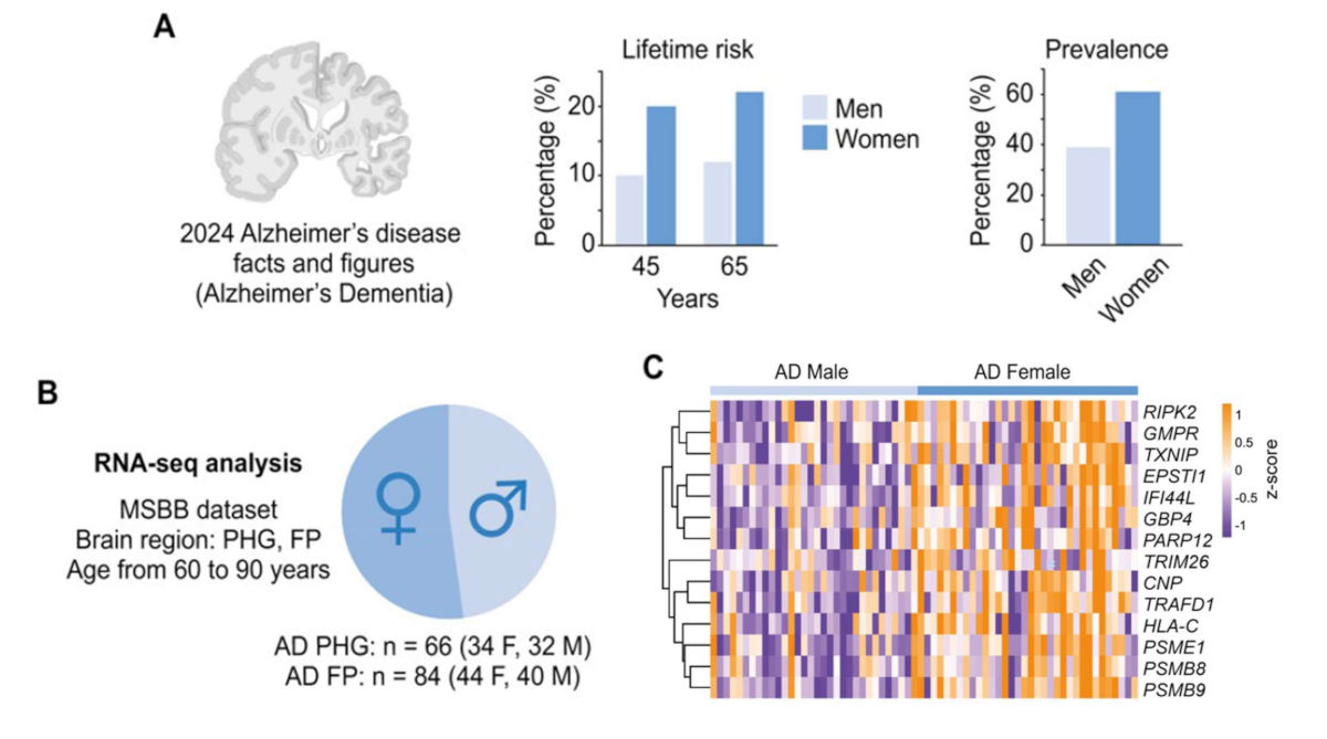 female Alzheimer’s