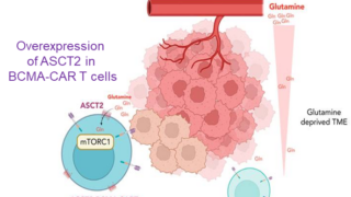 Enhanced BCMA – CAR T-cell therapeutic efficacy in multiple myeloma