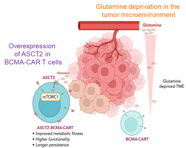 Enhanced BCMA – CAR T-cell therapeutic efficacy in multiple myeloma