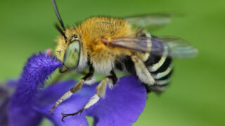 Bees view the world in surprisingly different ways
