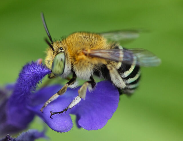 Bees