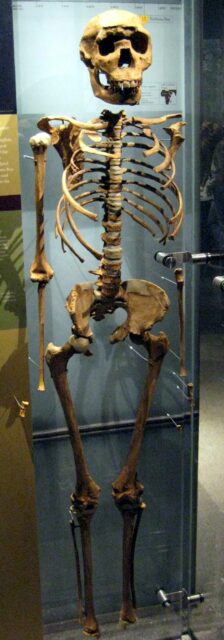 Denisovans