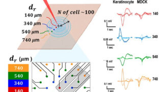 When skin cells behave like neurons: The surprising discovery of electrical spikes in epithelia