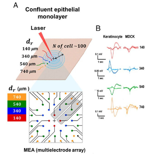 When skin cells behave like neurons: The surprising discovery of electrical spikes in epithelia