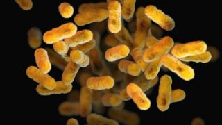 Turning cheese whey into value: a sustainable substrate for probiotic biomass production