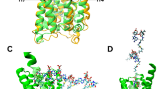 Predicting the shape of a fat-lengthening enzyme to guide drug design