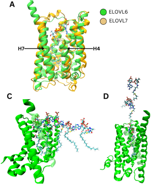 Predicting the shape of a fat-lengthening enzyme to guide drug design